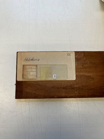 Media type: image;   Invertebrate Zoology HOL-871 Description: Photograph of microscope slide and handwritten label.;  Aspect: slide